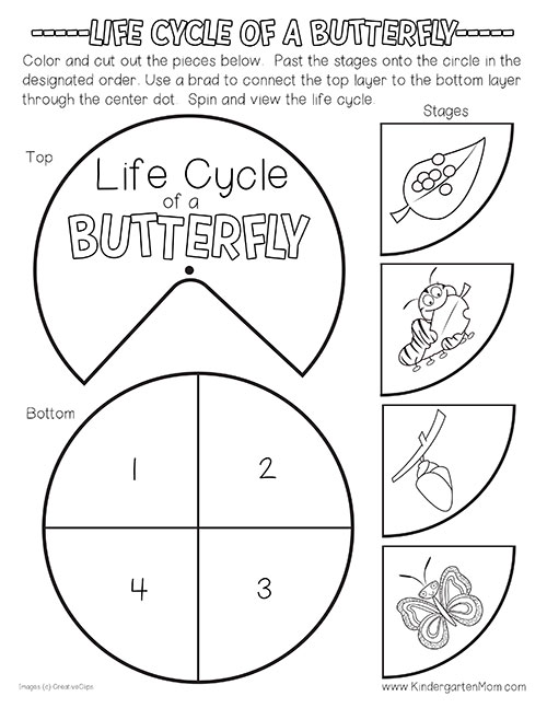blank-butterfly-life-cycle-template