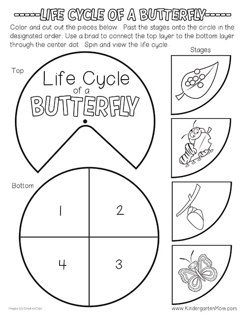 fun activities life cycle butterfly wheel