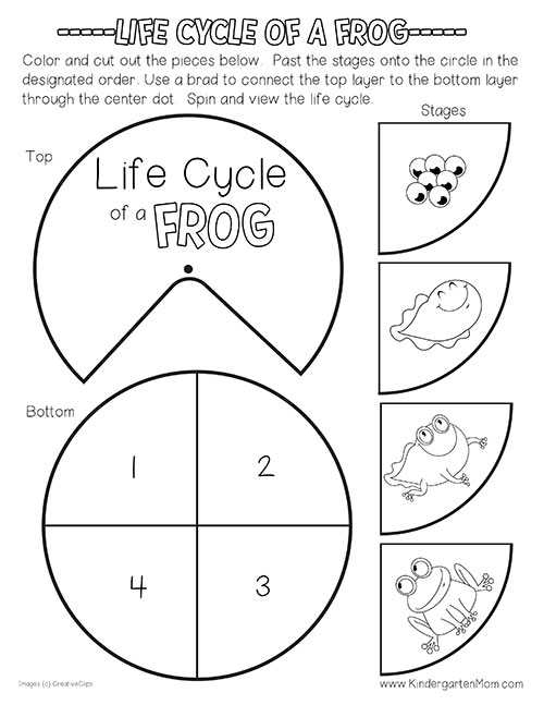 Free Frog Life Cycle Printable